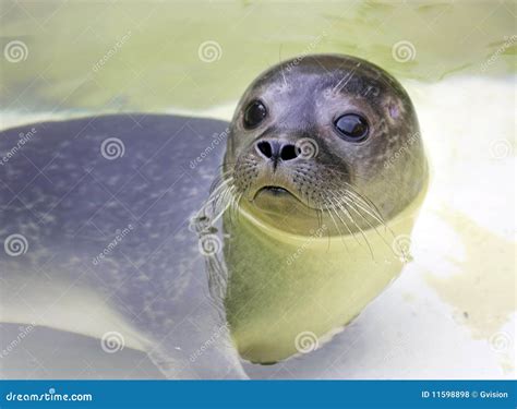 Baby earless seal stock photo. Image of closeup, seawater - 11598898