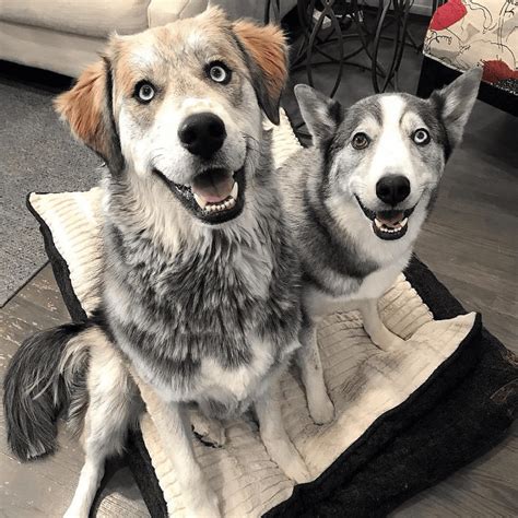 Golden Retriever Husky Mix Full Grown