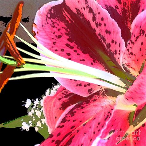 Star Gazer Lily Digital Art by Marsha Young - Fine Art America