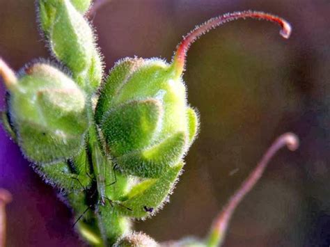 The Antirrhinum¸ Dragon’s Skull ─ The Repulsive Complexion of ...