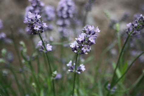 Lavender Plants Green - Free photo on Pixabay - Pixabay