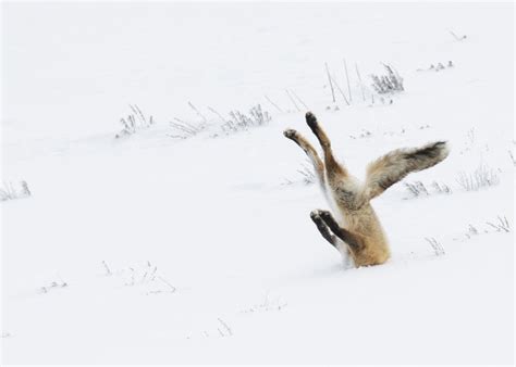 Photos: These wildlife photography winners will put a smile on your face | Comedy wildlife ...