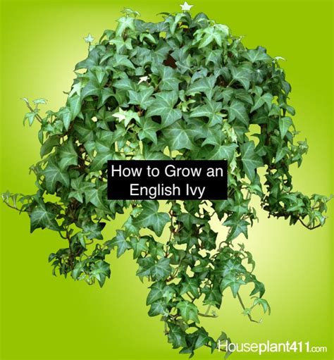 Tips on how to grow and care for an English Ivy plant at https://www.houseplant411.com ...