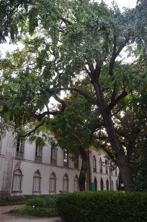 woodwoolstool: jardim botânico - lisboa