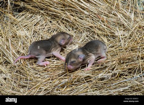 Rat pack hi-res stock photography and images - Alamy