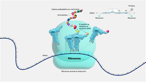 Ribosomas Estructura