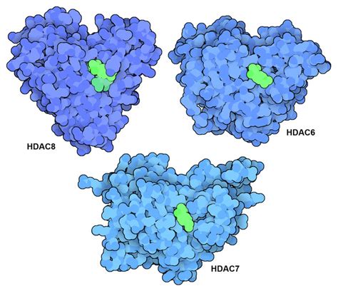 PDB-101: Molecule of the Month: Histone Deacetylases