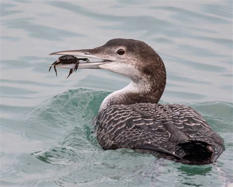 Great Northern Diver by Matthew Barfield - BirdGuides