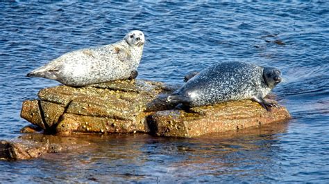 The Best Scottish Islands for Seeing Wildlife