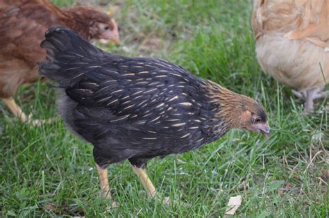 Rhode Island Red x Silver Laced Wyandotte | BackYard Chickens - Learn ...