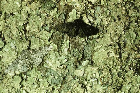 Moth camouflage - Stock Image - Z355/0585 - Science Photo Library