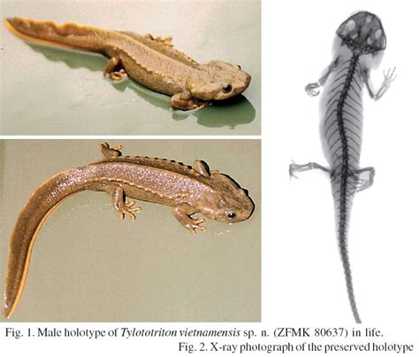 Species New to Science: [Herpetology • 2005] Tylototriton vietnamensis • A new species of ...