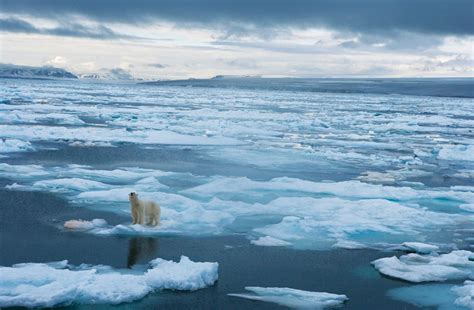 Great Migrations | Polar bear, Polar, Nature