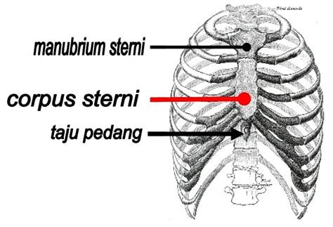 Jumlah Tulang Rusuk Pria – kabarmedia.github.io