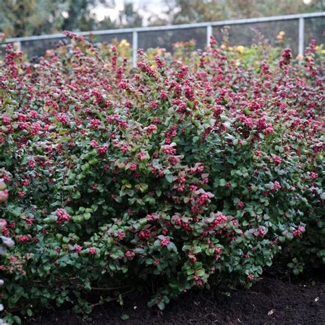 Symphoricarpos orbiculatus 'Kolmaberc' (MAGICAL WINTER BERRY) - GROEN-Direkt Boskoop