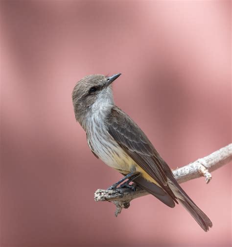 Nesting Season Continues: Vermilion Flycatchers – Foothills Clusters ...