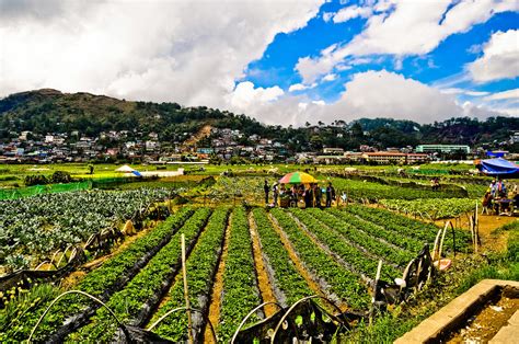 strawberry farm | Baguio City, Philippines | Munchero | Flickr