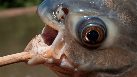 A Fish With Teeth Like A Human Was Caught In Oklahoma | IFLScience