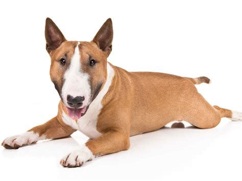 Everything about your Miniature Bull Terrier - LUV My dogs