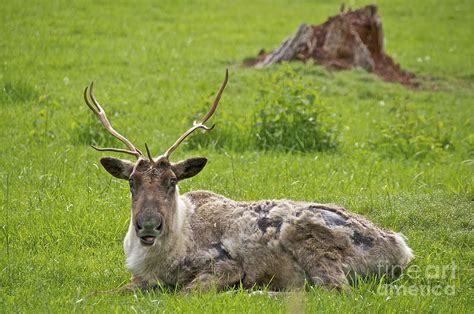 Female Reindeer Photograph by Sean Griffin - Fine Art America