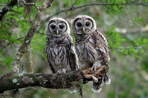 Barred Owl Facts | Anatomy, Diet, Habitat, Behavior - Animals Time