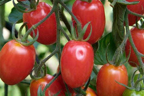 Sweetest Tomatoes to Grow - BBC Gardeners World Magazine