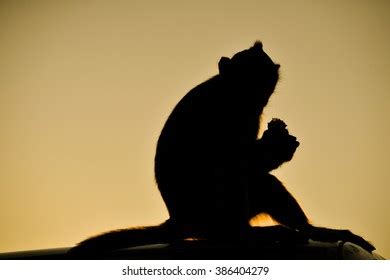 Silhouette Monkey Beautiful Sunset Stock Photo 301214948 | Shutterstock