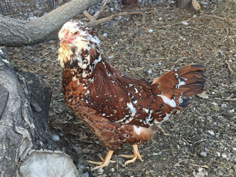 Chicken Breed Focus - Russian Orloff | BackYard Chickens