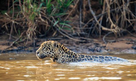 Species Spotlight: Jaguar | Pages | WWF