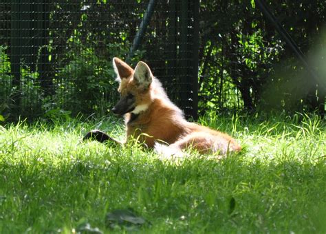 ZOOTOGRAFIANDO (MI COLECCIÓN DE FOTOS DE ANIMALES): LOBO DE CRIN / MANED WOLF (Chrysocyon ...