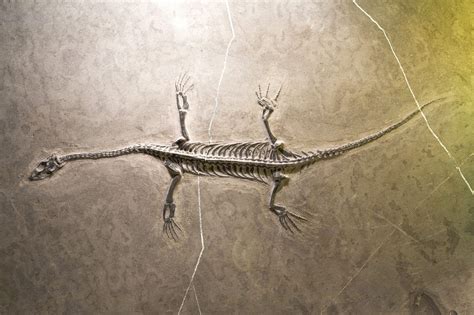 New Technology in Paleontology | Bruker