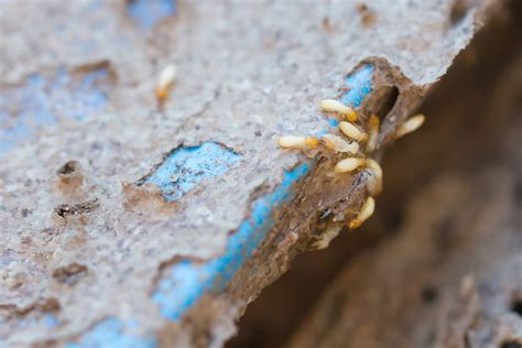 4 DIY Termite Removal Mistakes