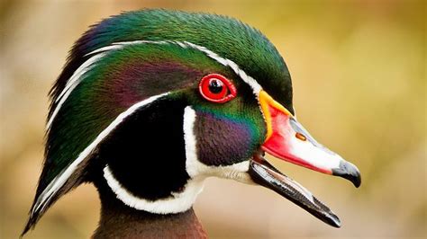 Wood Duck Drake | Wood ducks, Beautiful birds, Duck and ducklings