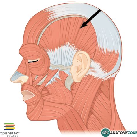 Temporalis Muscle • Muscular, Musculoskeletal • AnatomyZone