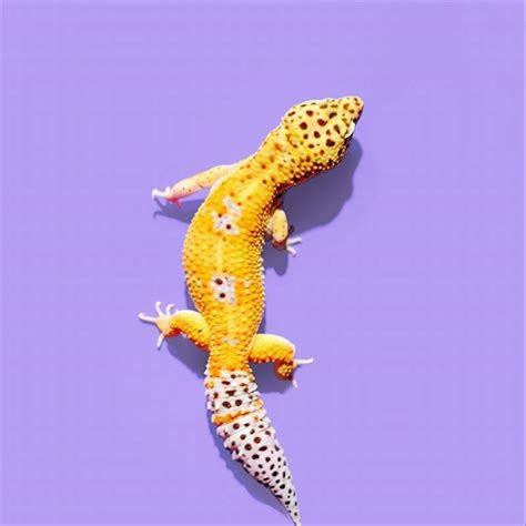 Why reptiles should be kept as pets? - DIY Seattle