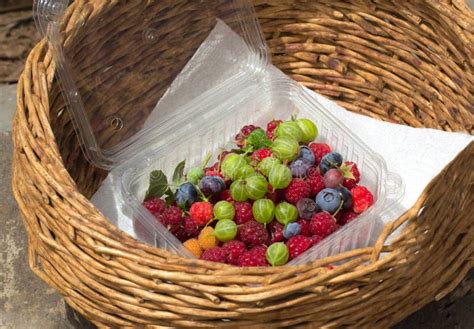 Fresh berries in basket stock photo. Image of eating - 32381204