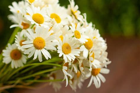 A Bouquet of Wild Daisy Flowers Stock Photo - Image of earth, fresh: 148237462