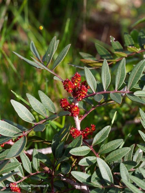 Pistacia lentiscus - wild in Provence