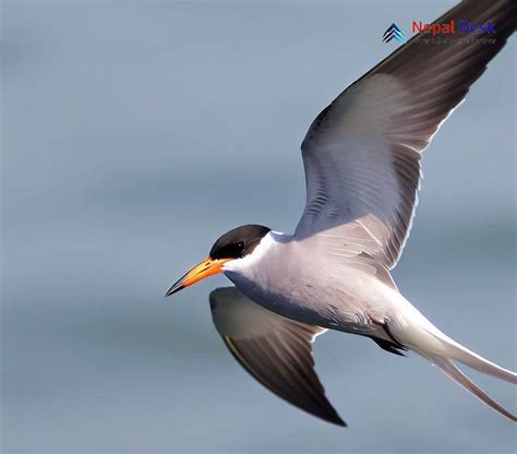 Black-bellied Tern | Nepal Desk