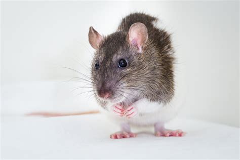 Tips on caring for your pet rat - Ontario SPCA and Humane Society