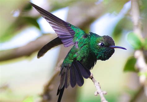 Birds of Cuba – An Internet Field Guide to Rare Cuban Birds