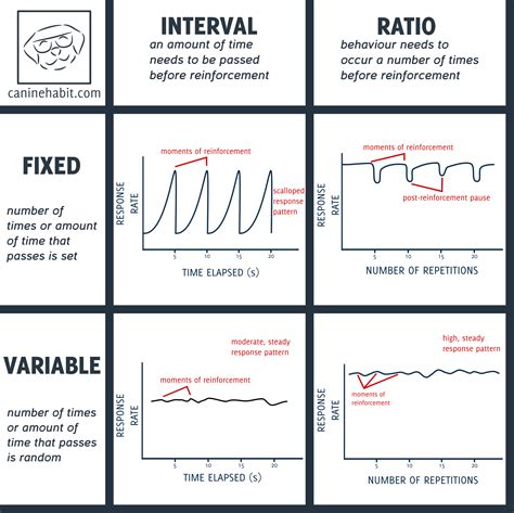 Dog Training Basics – Schedules of Reinforcement - Canine Habit
