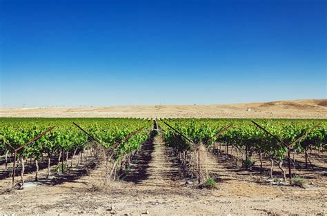 Organic Farming In The Desert: An Economical Option For Entrepreneurs