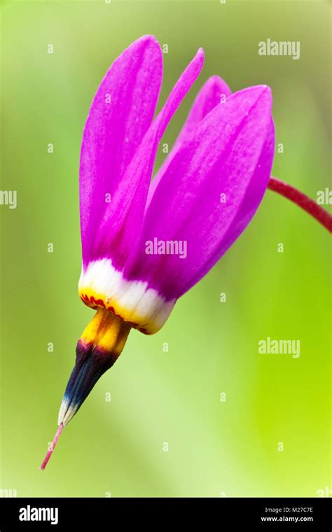 Shooting star flower hi-res stock photography and images - Alamy