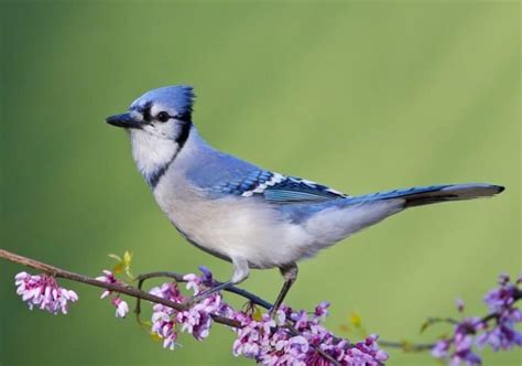 Blue Jay Pictures - AZ Animals