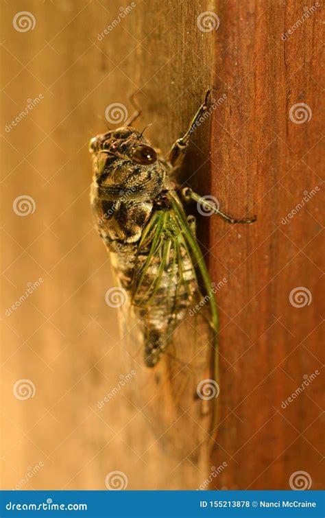 Cicada Insects Produce Very Loud Sounds Stock Photo - Image of auchenorrhyncha, hemipterans ...