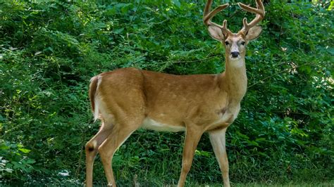 'Zombie deer' fears rise as animals with 'weird patches that no longer fear humans' spotted ...