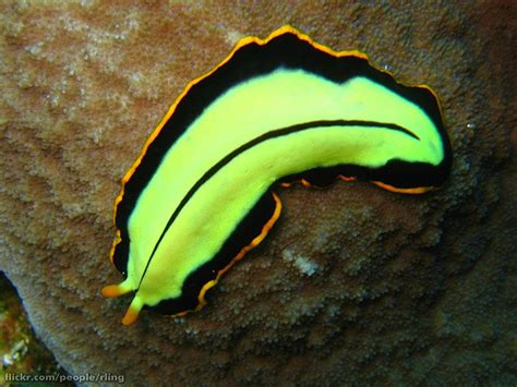 Two-colored flatworm-Pseudoceros bicolor - Reproduction SySTEMS