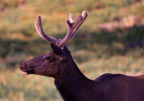 Wildlife in Utah Valley | Explore Utah Valley