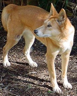 Dingo Facts for Kids